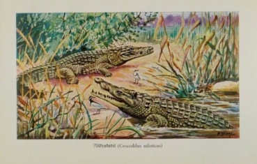 1926 - Nilkrokodil (Crocodilus niloticus) - alter Druck